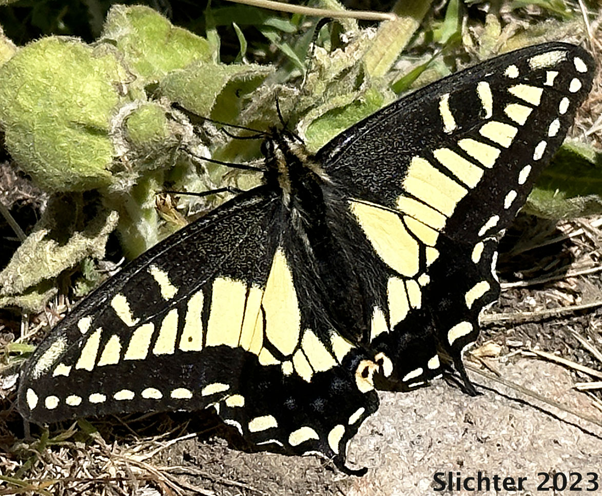 Anise Swallowtail: Papilio zelicaon zelicaon