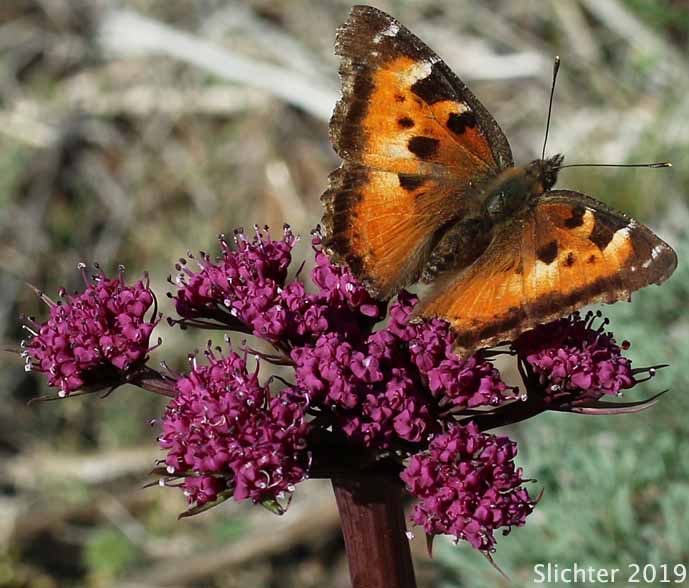 California Tortoise Shell: Nymphalis californica
