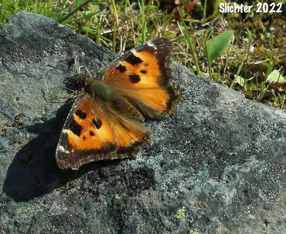 California Tortoise Shell: Nymphalis californica