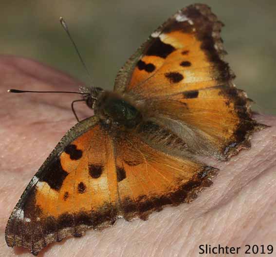 California Tortoise Shell: Nymphalis californica