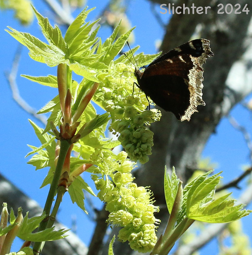 Mourning Cloak: Nymphalis antiopa antiopa