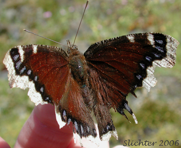 Mourning Cloak: Nymphalis antiopa antiopa