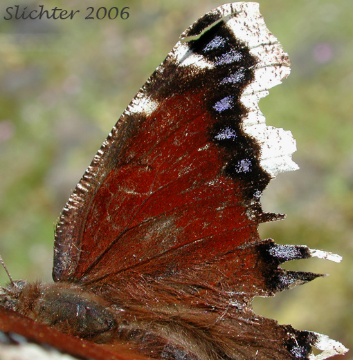Mourning Cloak: Nymphalis antiopa antiopa