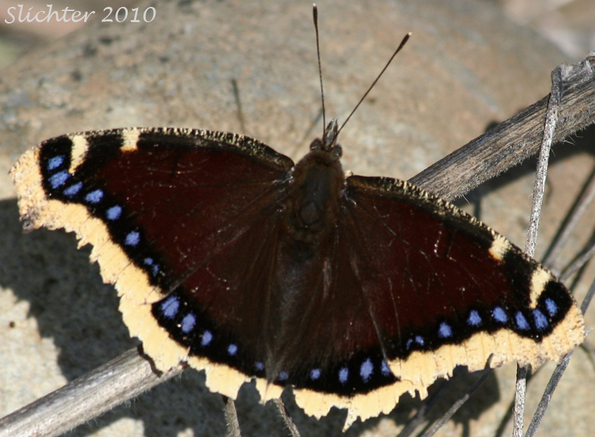 Mourning Cloak