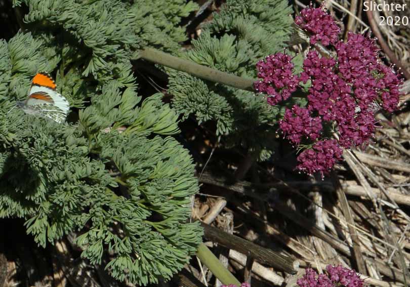 Julia Orange Tip (Anthocharis julia sulfuris)
