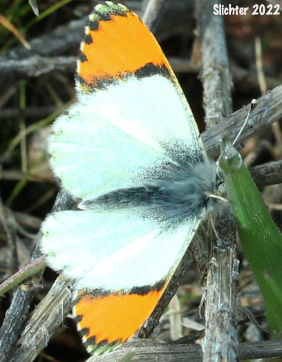 Julia Orange Tip (Anthocharis julia sulfuris)