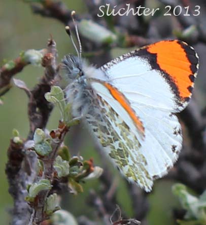 Julia Orange Tip (Anthocharis julia sulfuris)