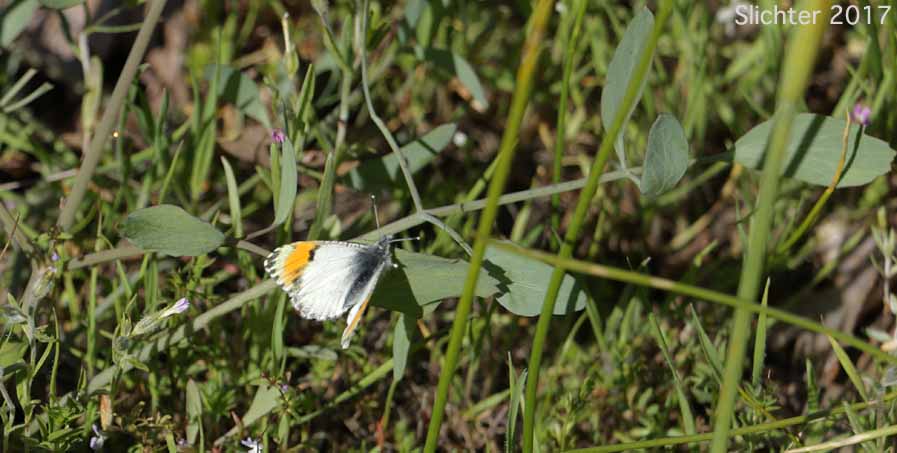 Julia Orange Tip (Anthocharis julia sulfuris)
