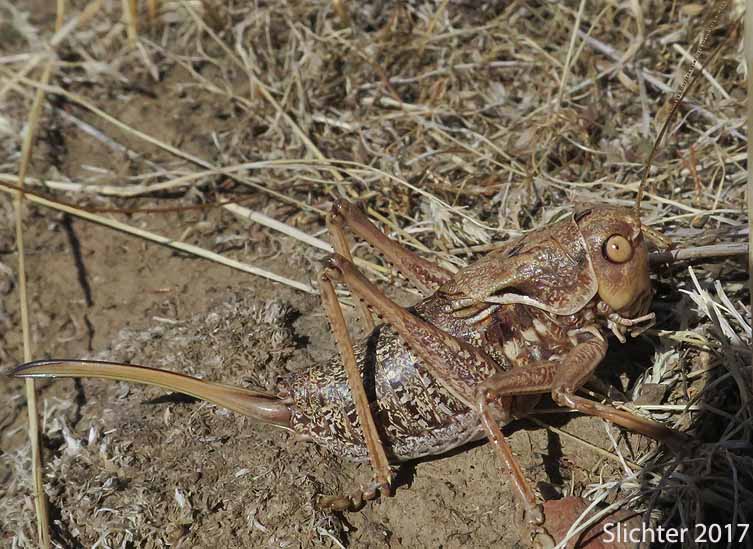 Rangeland Mormon Cricket (Anabrus simplex)