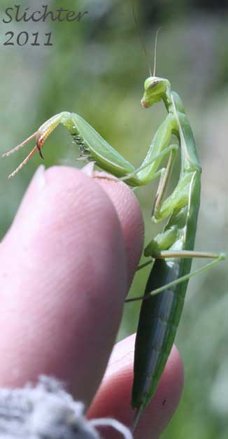 Praying Mantis