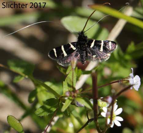An unidentified farily longhorn moth (Adela sp.) observed along the Memaloose Loop Trail between Mosier and Rowena, OR........April 21, 2017.