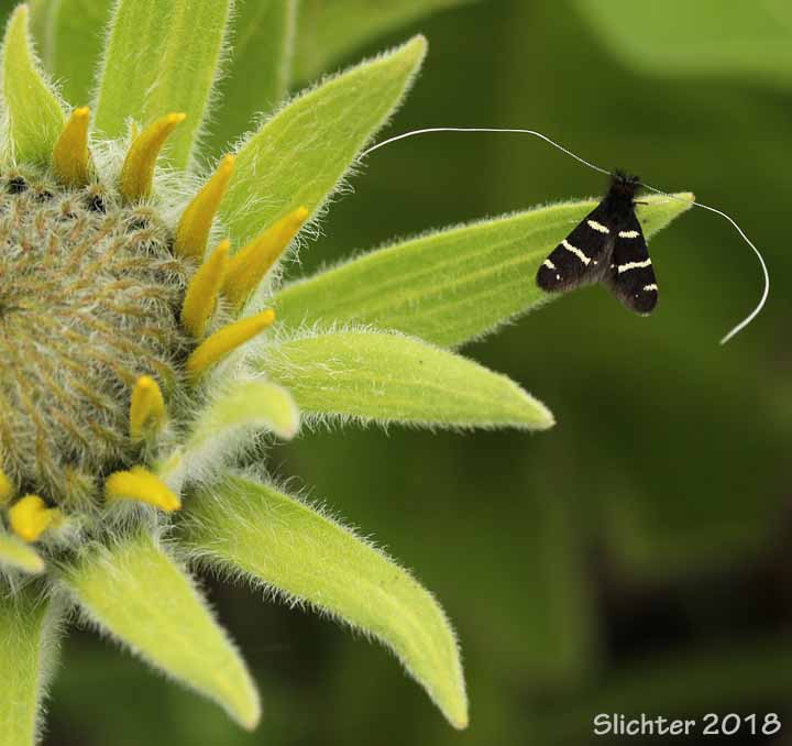 Fairy Longhorn Moth: Adela sp.