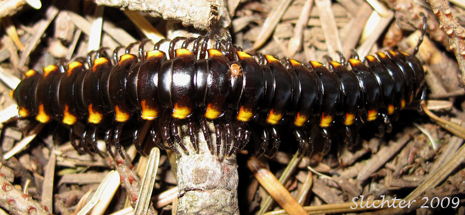 Harpaphe haydeniana and tick