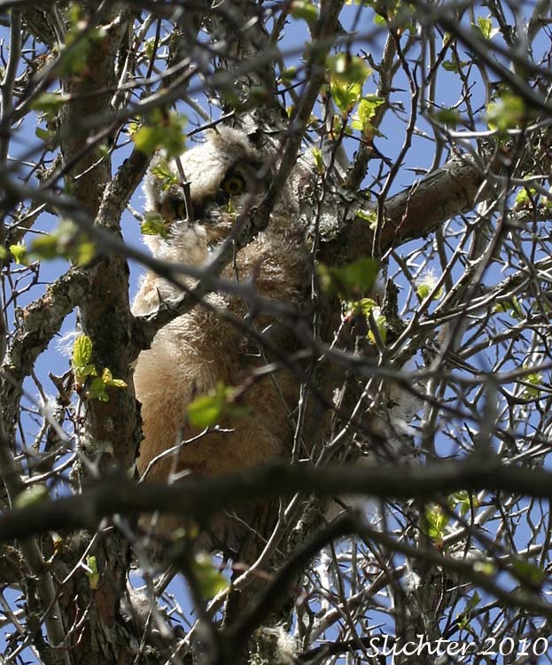 Immature great horned owl in douglas hawthorn.