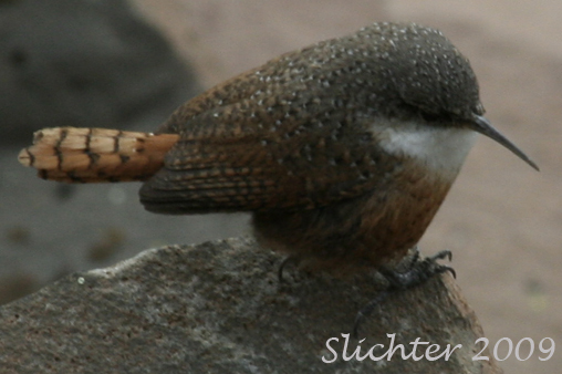 Canyon Wren