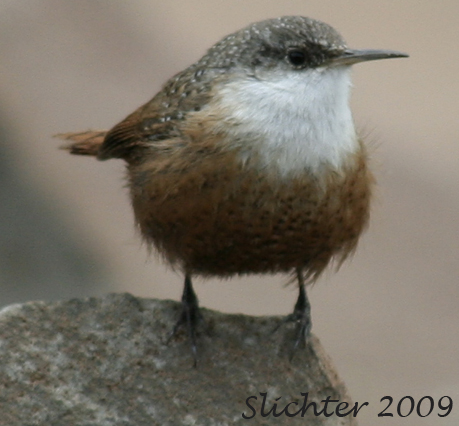 Canyon Wren: Catherpes mexicanus