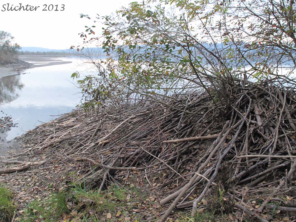 Lodge of North American Beaver: Castor canadensis