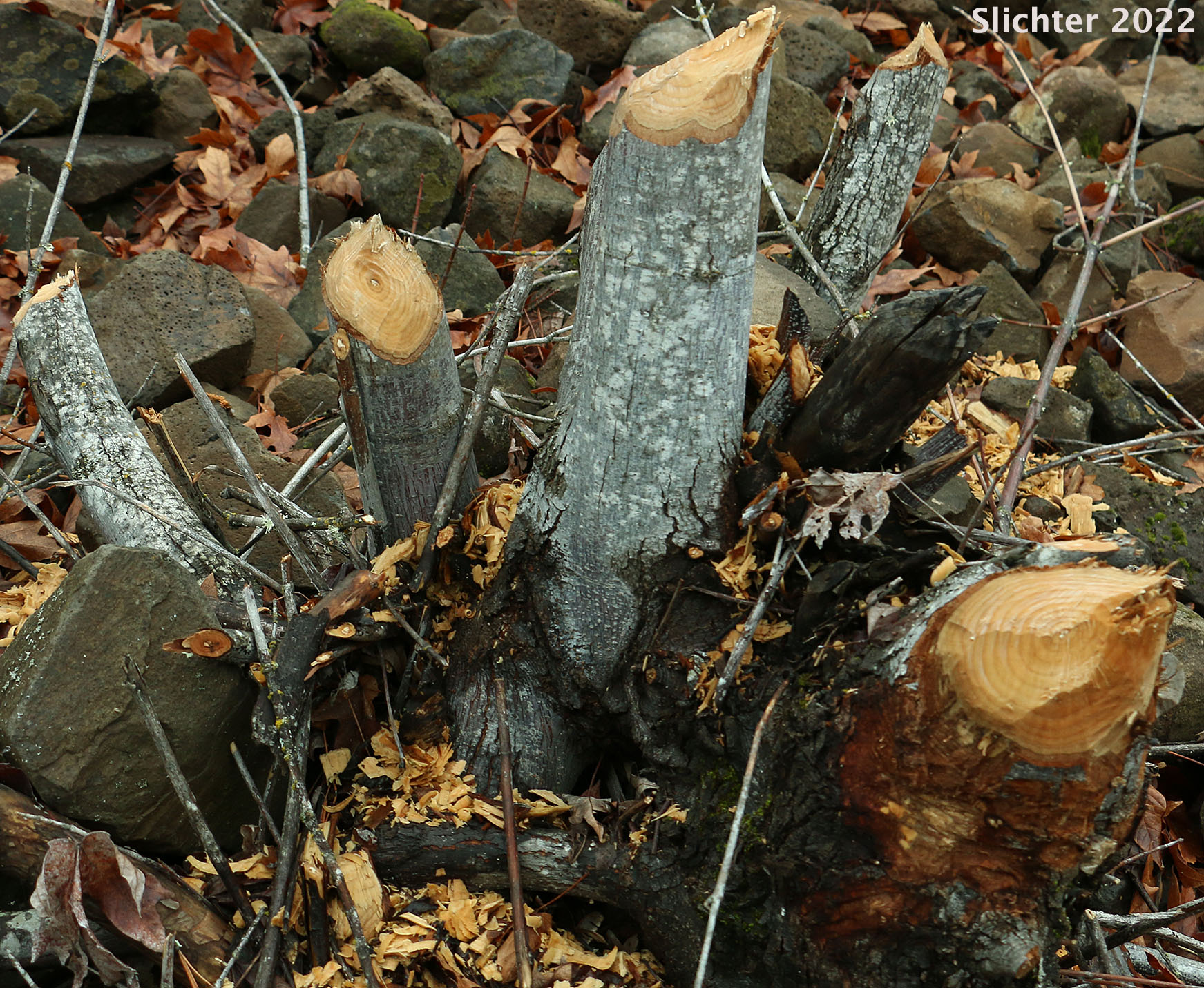 Chew marks on bigleaf maple (Acer macrophyllum) stems by North American Beaver: Castor canadensis