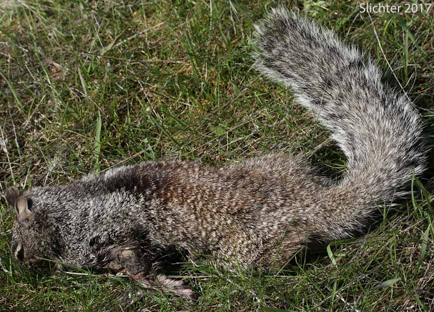 California Ground Squirrel: Spermophilus beecheyi