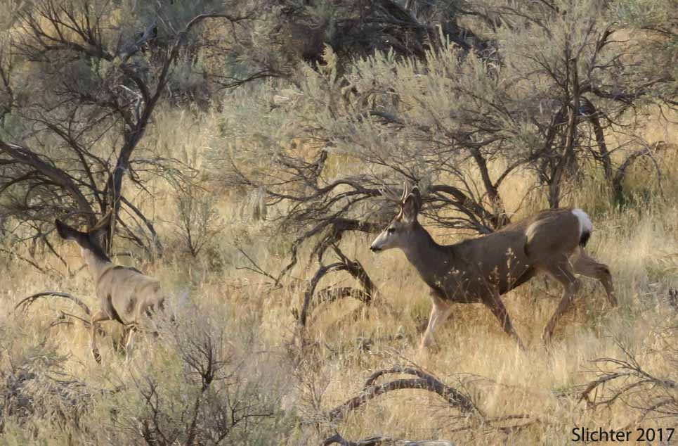 Mule Deer: Odocoileus hemionus var. hemionus