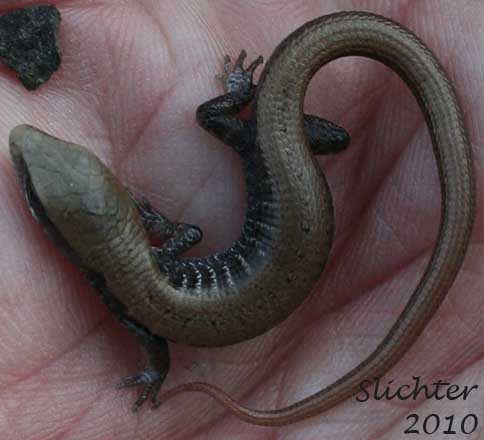 Immature Alligator Lizard: Elgaria sp.
