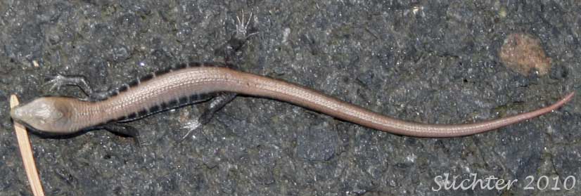 Immature Alligator Lizard: Elgaria sp.