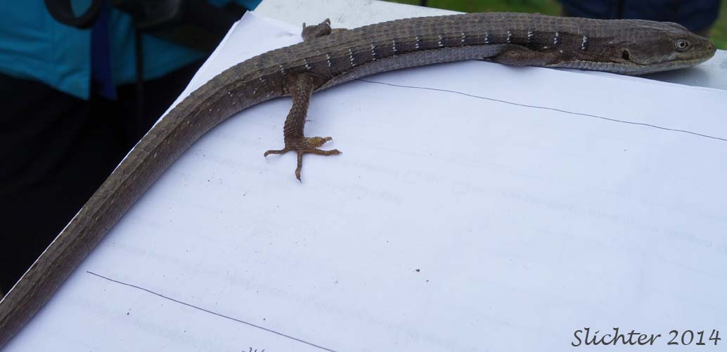 Southern Alligator Lizard: Elgaria multicarinata