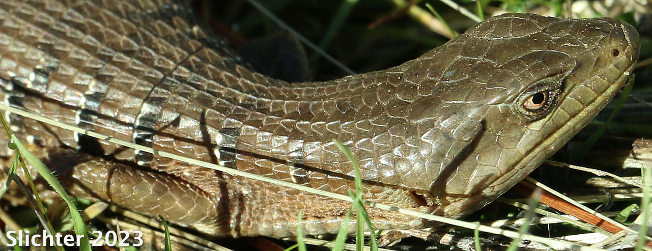 Southern Alligator Lizard: Elgaria multicarinata