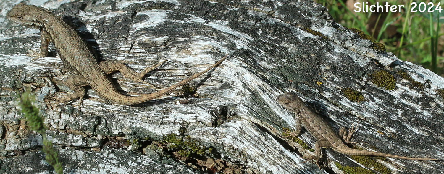 Western Fence Lizard: Sceloporus occidentalis