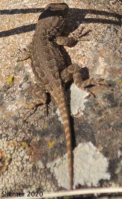 Western Fence Lizard: Sceloporus occidentalis
