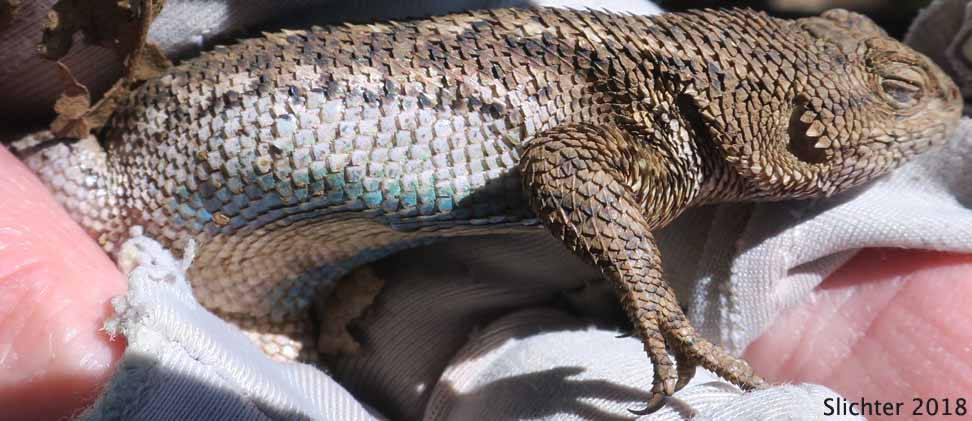 Western Fence Lizard: Sceloporus occidentalis