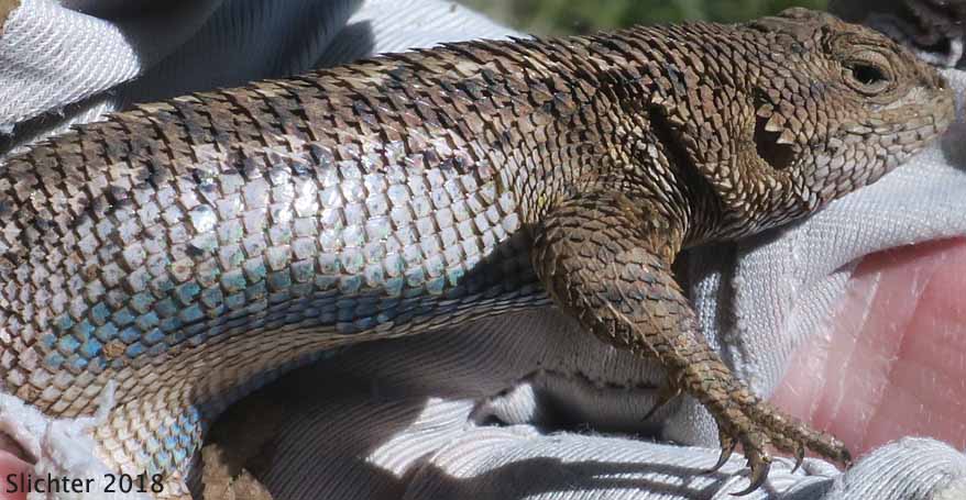 Western Fence Lizard: Sceloporus occidentalis