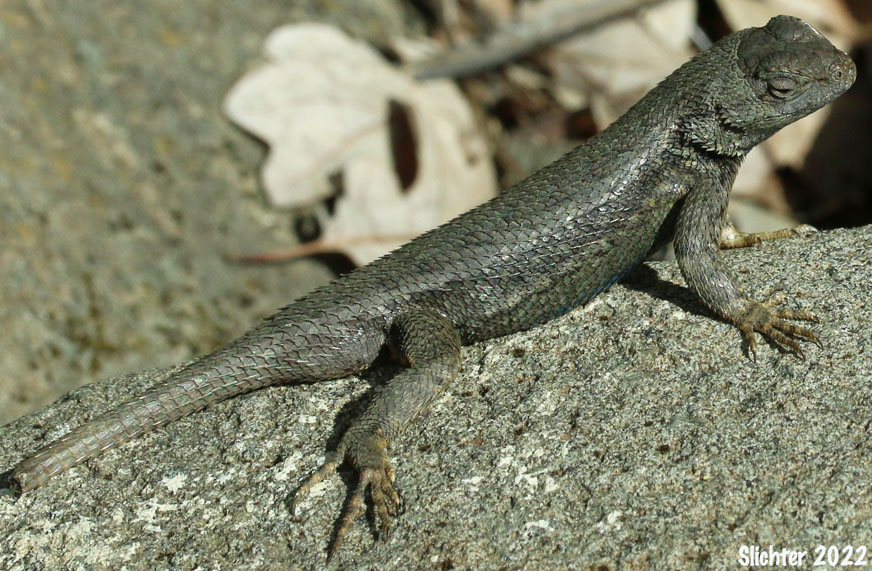 Western Fence Lizard: Sceloporus occidentalis