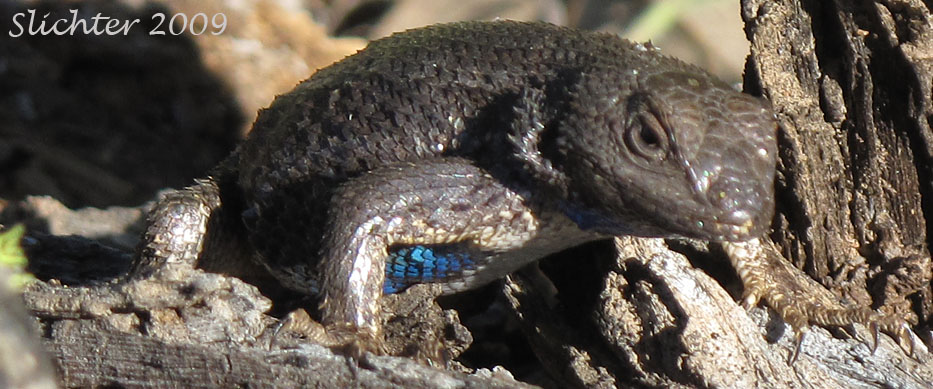 Male Western Fence Lizard: Sceloporus occidentalis
