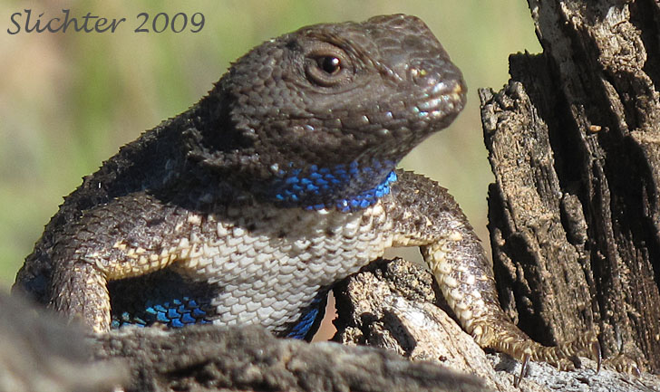 Male Western Fence Lizard: Sceloporus occidentalis