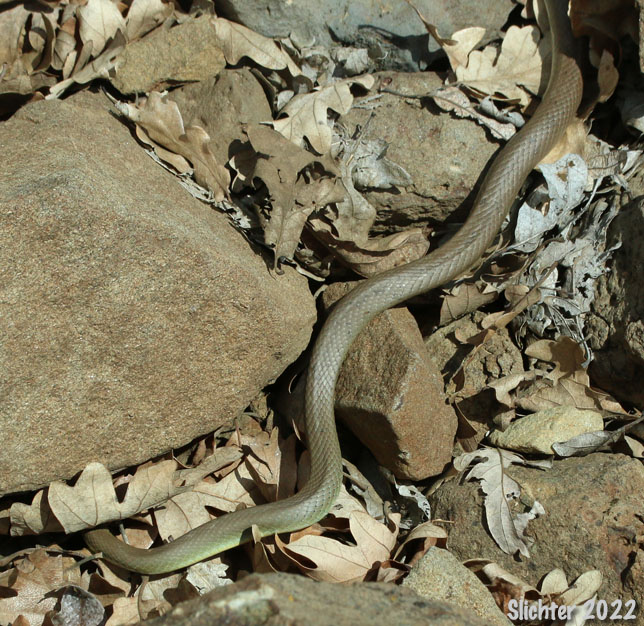 Racer: Coluber constrictor