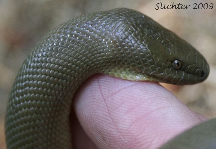 Rubber Boa: Charina bottae