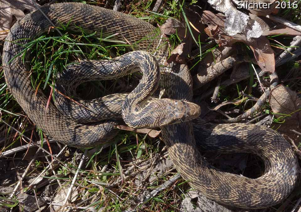 Coast Gopher Snake, Gopher Snake, Pacific Garter Snake, Western Gopher Snake: Pituophis catenifer