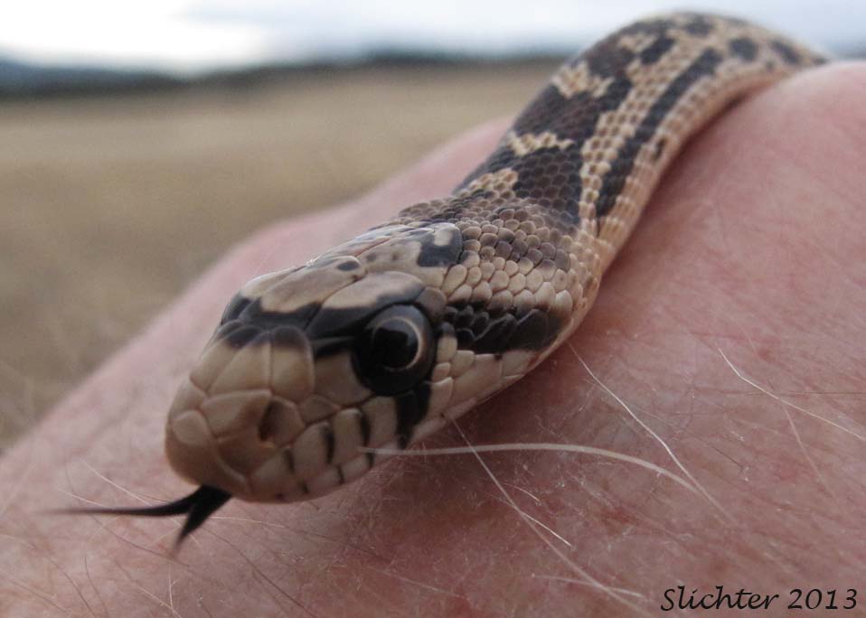 Gopher Snake: Pituophis catenifer