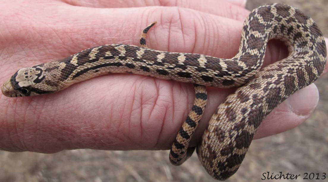 Gopher Snake: Pituophis catenifer