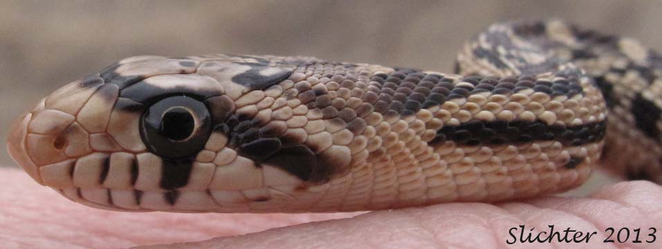 Gopher Snake: Pituophis catenifer
