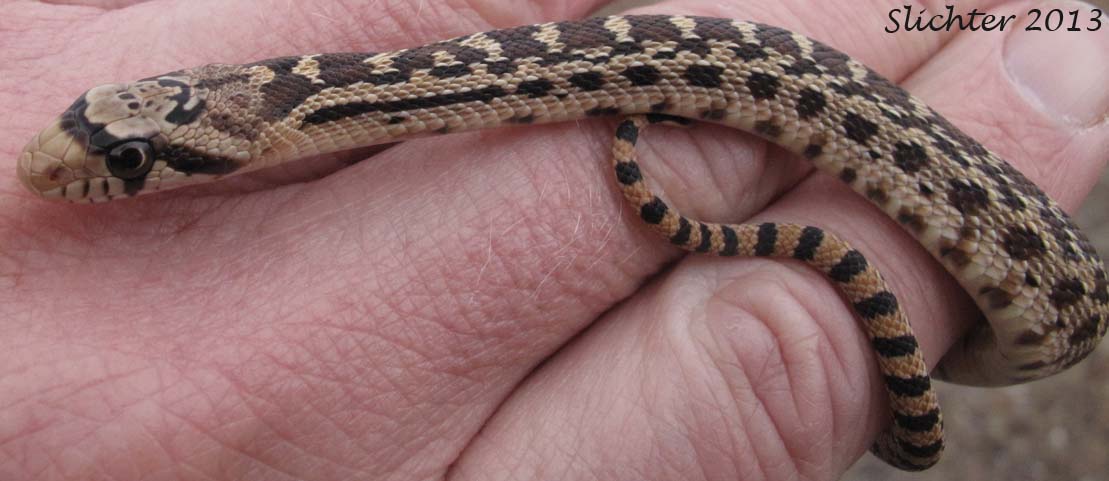 Gopher Snake: Pituophis catenifer