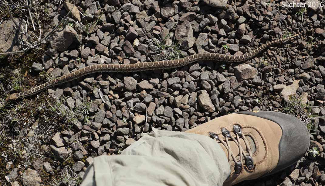 Coast Gopher Snake, Gopher Snake, Pacific Garter Snake, Western Gopher Snake: Pituophis catenifer