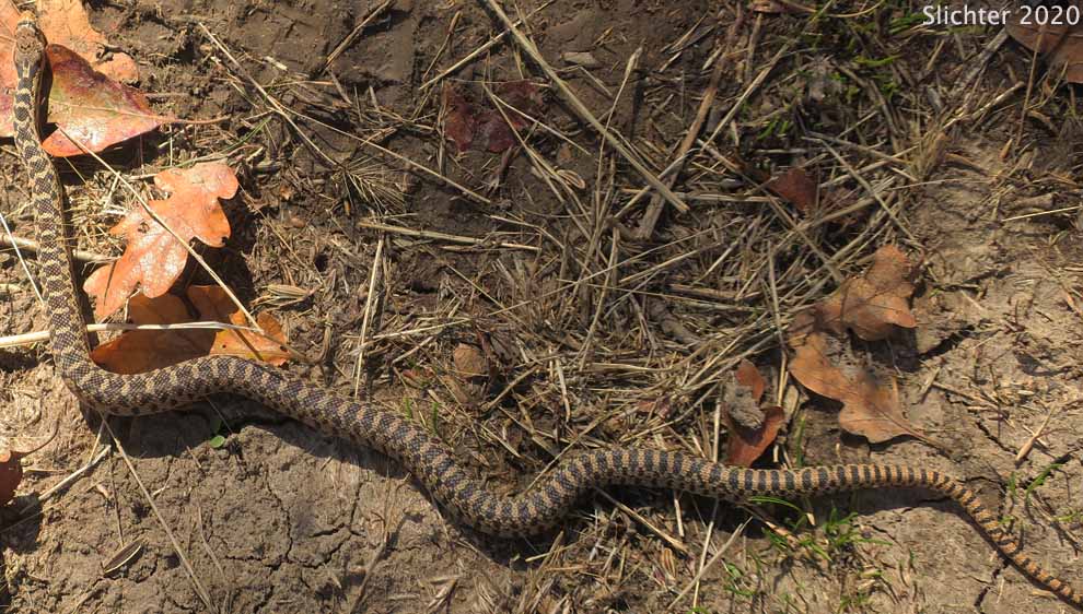 Coast Gopher Snake, Gopher Snake, Pacific Garter Snake, Western Gopher Snake: Pituophis catenifer