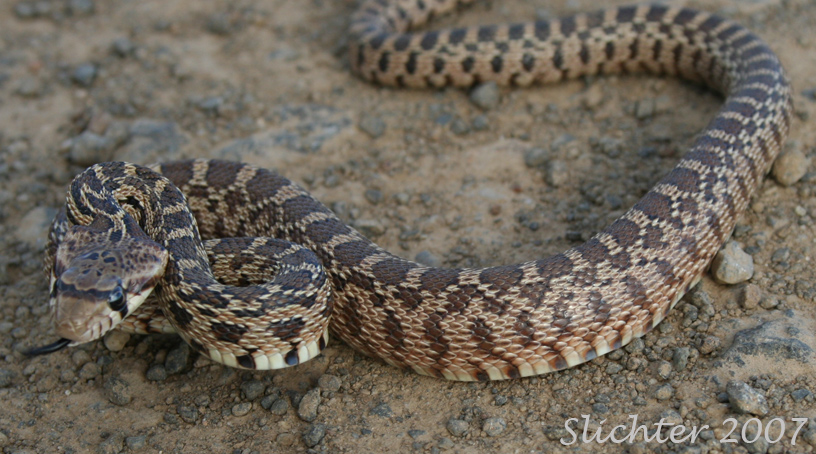 Gopher Snake: Pituophis catenifer
