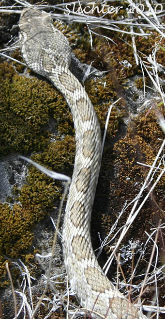 Two foot long rattlesnake as seen at Dancing Rock, Columbia River Gorge...........May 1, 2010.