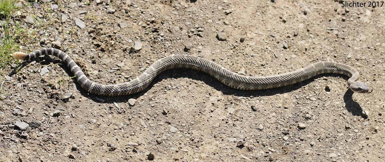 Western Rattlesnake: Crotalus viridis