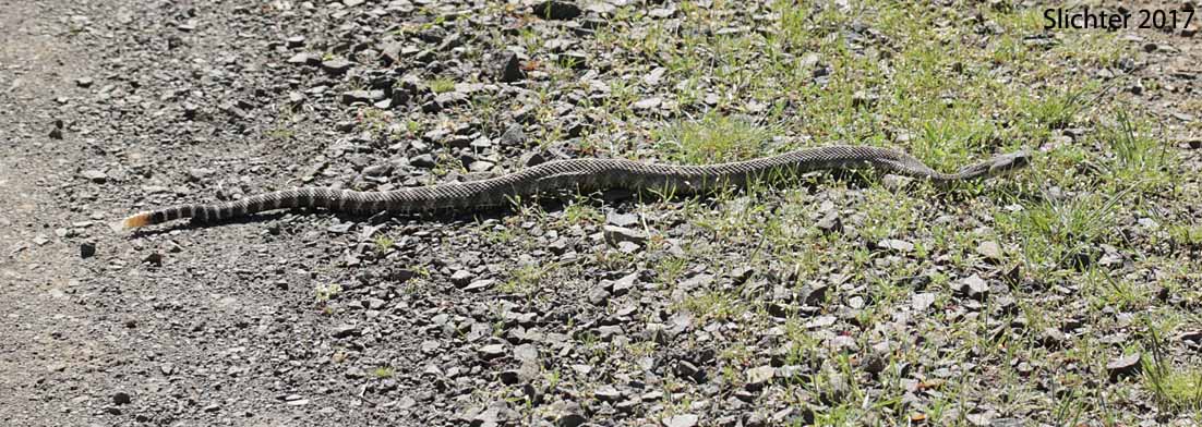 Western Rattlesnake: Crotalus viridis