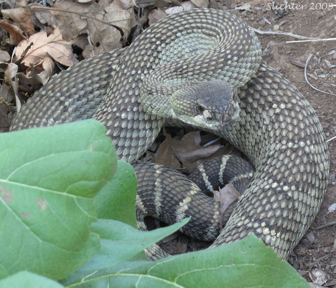 Western Rattlesnake: Crotalus viridis