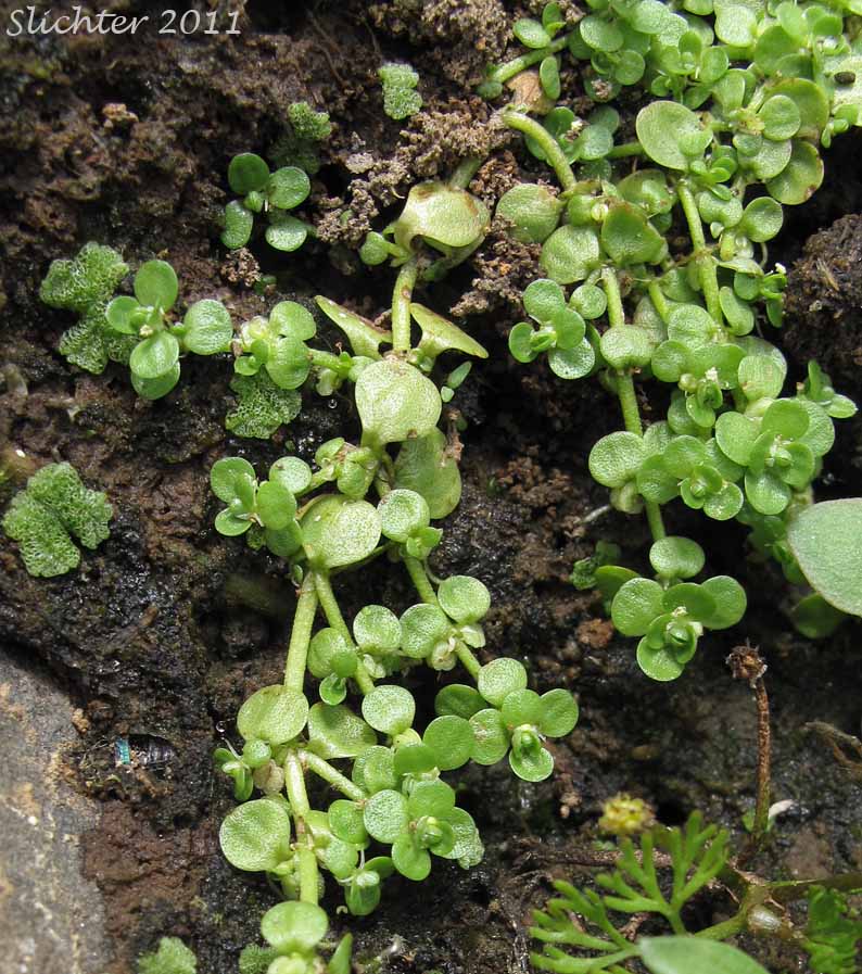 Pond Water-starwort: Callitriche stagnalis
